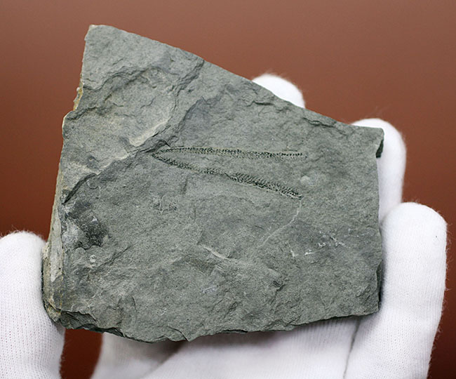 古代の海中に生息していた、今はなき、ユタ州産筆石ディディモグラプトゥス(Didymograptus sp.)(その6)