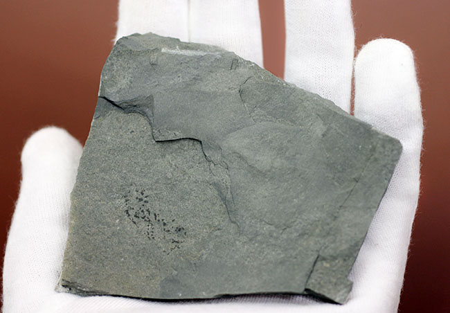 古代の海中に生息していた、今はなき、ユタ州産筆石ディディモグラプトゥス（Didymograptus sp.）（その7）