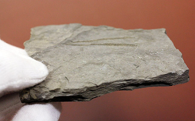 古代の海中に生息していた、今はなき、ユタ州産筆石ディディモグラプトゥス（Didymograptus sp.）（その8）
