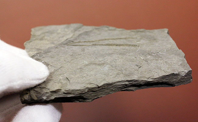 古代の海中に生息していた、今はなき、ユタ州産筆石ディディモグラプトゥス(Didymograptus sp.)(その8)