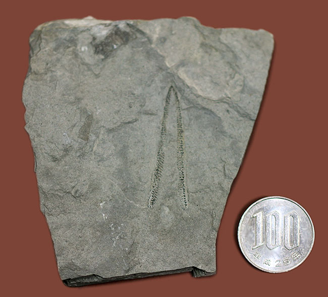 古代の海中に生息していた、今はなき、ユタ州産筆石ディディモグラプトゥス（Didymograptus sp.）（その9）