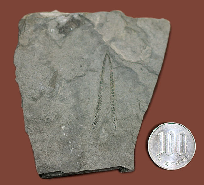 古代の海中に生息していた、今はなき、ユタ州産筆石ディディモグラプトゥス(Didymograptus sp.)(その9)