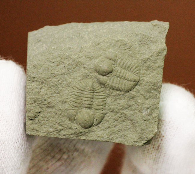 めったにお目にかかれない三葉虫、オルドビス紀の米国ミズーリ州のアムピクシナ・ベラトゥーラ(Amphyxina bellatula)(その3)