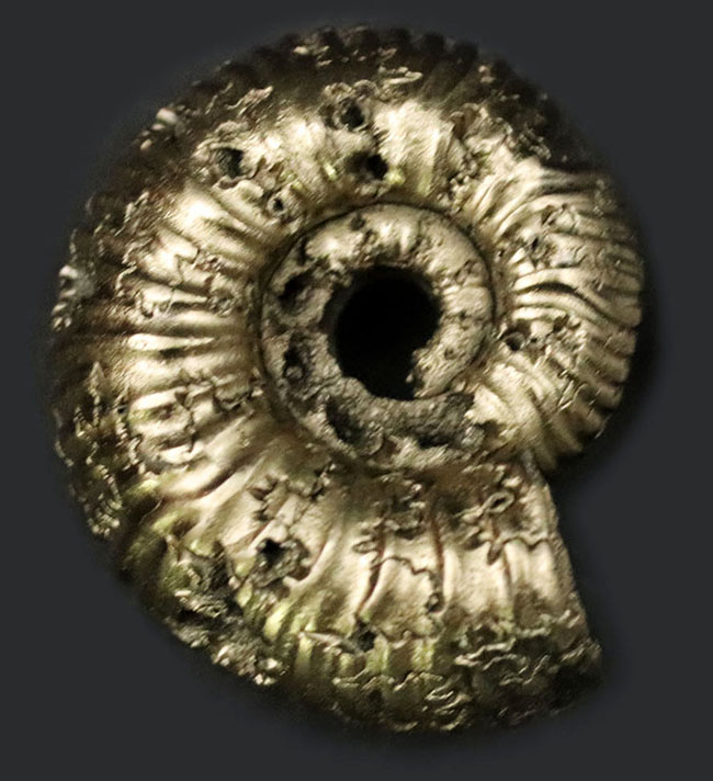 およそ1億6300万年前のロシア産黄鉄鉱化アンモナイト、エボラチセラス(Eboraticeras)の化石(その1)