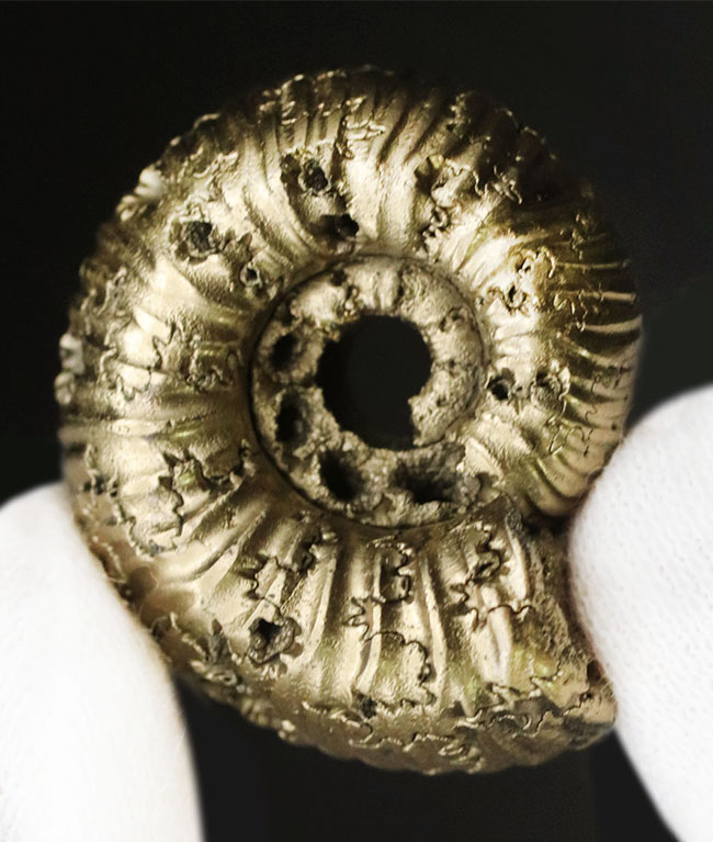 およそ1億6300万年前のロシア産黄鉄鉱化アンモナイト、エボラチセラス(Eboraticeras)の化石(その4)