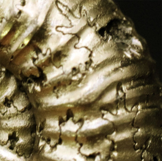 およそ１億６３００万年前のロシア産黄鉄鉱化アンモナイト、エボラチセラス（Eboraticeras）の化石（その6）