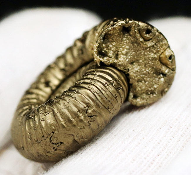 およそ1億6300万年前のロシア産黄鉄鉱化アンモナイト、エボラチセラス(Eboraticeras)の化石(その7)