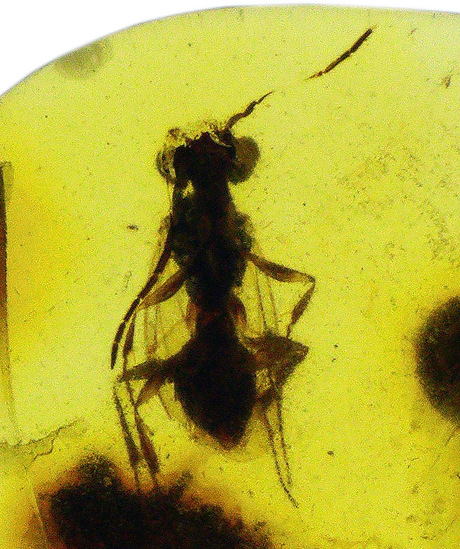 精細な羽虫が内包!恐竜時代の琥珀として名高い、ビルマ産の琥珀、バーマイト(Burmite)(その1)