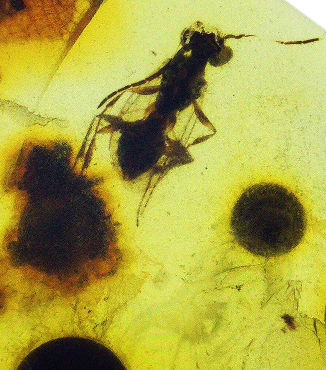 精細な羽虫が内包!恐竜時代の琥珀として名高い、ビルマ産の琥珀、バーマイト(Burmite)(その3)