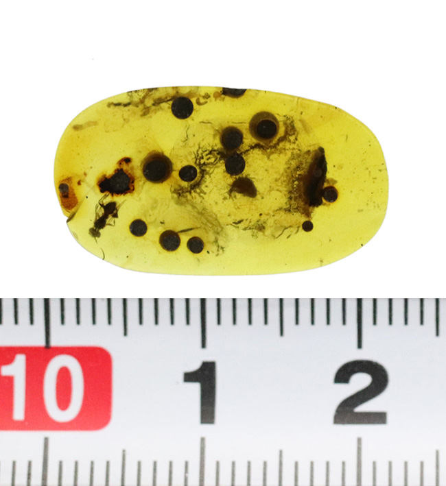 精細な羽虫が内包！恐竜時代の琥珀として名高い、ビルマ産の琥珀