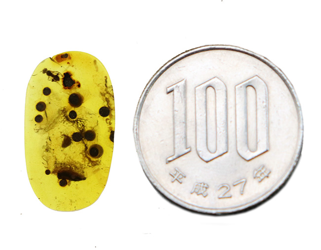 精細な羽虫が内包!恐竜時代の琥珀として名高い、ビルマ産の琥珀、バーマイト(Burmite)(その9)