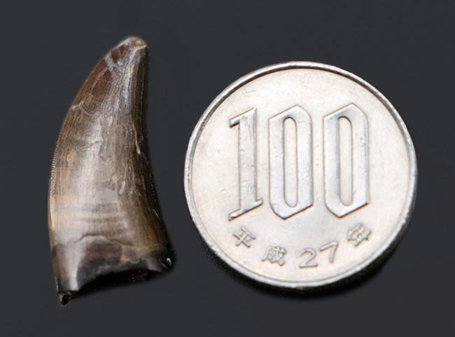 ナチュラルなエナメル質の模様にご注目!ティラノサウルス・レックス(Tyrannosaurus rex)の幼体の上質の歯化石(その10)