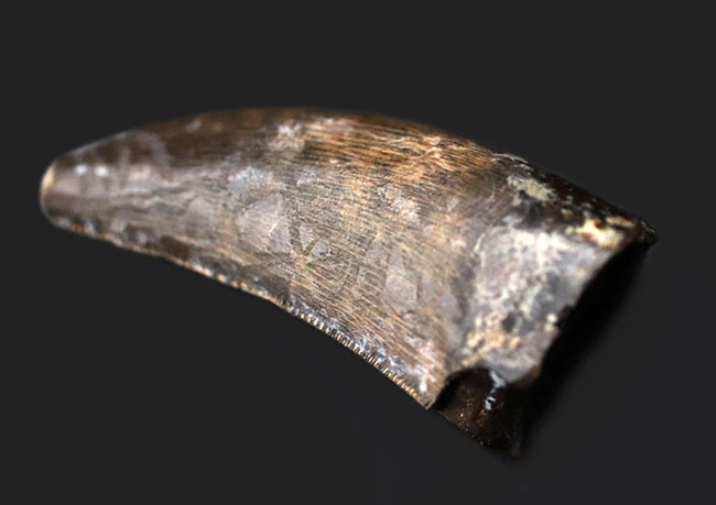 ナチュラルなエナメル質の模様にご注目!ティラノサウルス・レックス(Tyrannosaurus rex)の幼体の上質の歯化石(その8)