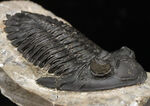 ジベル・イスムールのタゾライト層から発見された極めて上質かつ立派な三葉虫、ホラルドプス・ハイフィンケリ（Hollardops hyfinkeli）