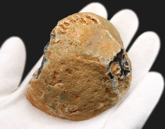 サービスプライス！ブラジル産のジオード（晶洞）。岩肌、潜晶質、水晶