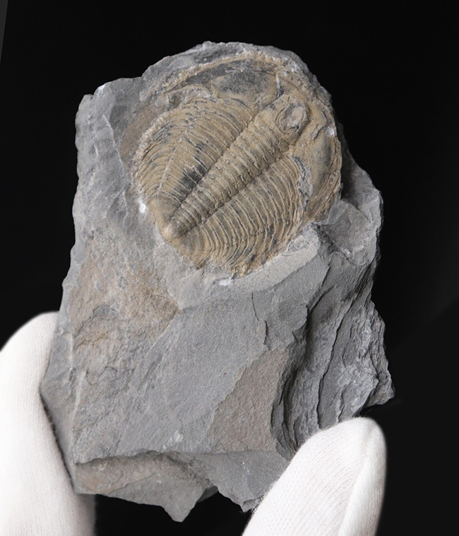 大きい、直線計測35ミリ!!カナダ産三葉虫ラビオストリア・ウェストローピ(Labiostria westropi)(その2)