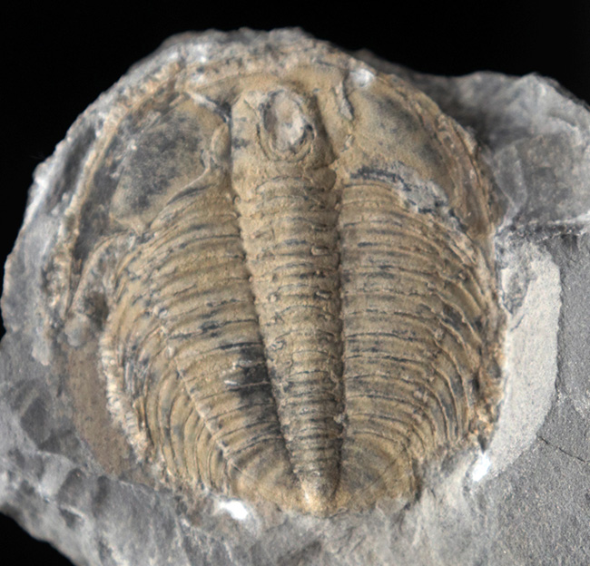 大きい、直線計測35ミリ!!カナダ産三葉虫ラビオストリア・ウェストローピ(Labiostria westropi)(その3)