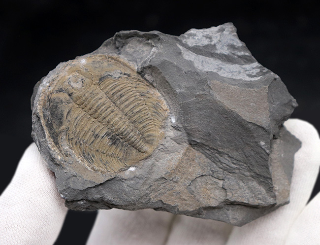 大きい、直線計測35ミリ!!カナダ産三葉虫ラビオストリア・ウェストローピ(Labiostria westropi)(その4)