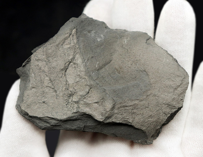 大きい、直線計測35ミリ!!カナダ産三葉虫ラビオストリア・ウェストローピ(Labiostria westropi)(その5)