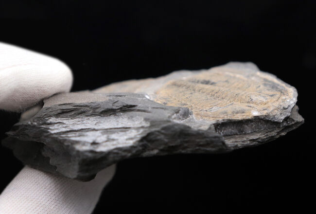 大きい、直線計測35ミリ!!カナダ産三葉虫ラビオストリア・ウェストローピ(Labiostria westropi)(その6)