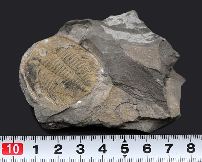 大きい、直線計測35ミリ!!カナダ産三葉虫ラビオストリア・ウェストローピ(Labiostria westropi)(その7)