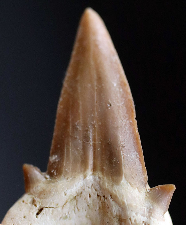 あのメガロドンの祖先とも目される、新生代前期から中期にかけて世界中の海の食物連鎖の頂点に君臨していたオトドゥス・オブリークスの歯化石（その2）