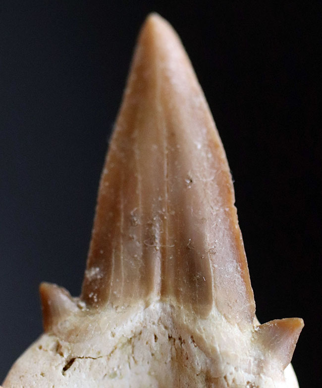 あのメガロドンの祖先とも目される、新生代前期から中期にかけて世界中の海の食物連鎖の頂点に君臨していたオトドゥス・オブリークスの歯化石(その2)