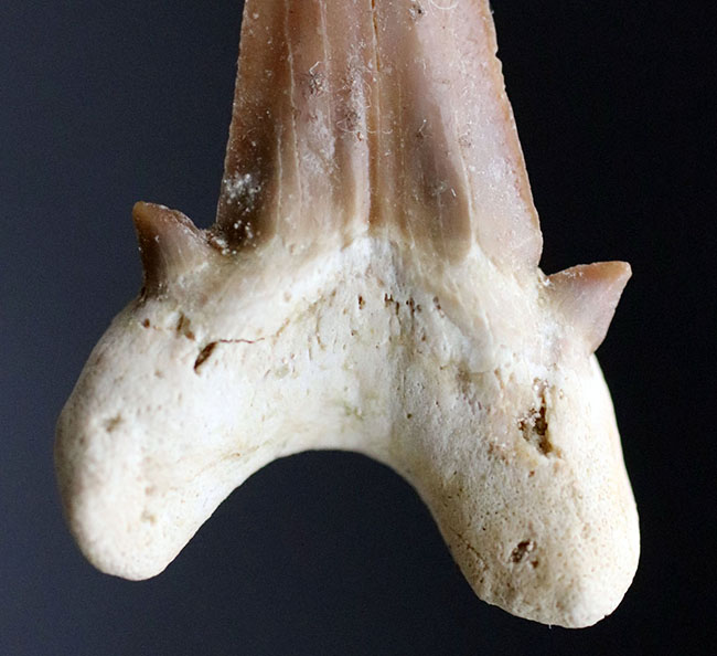 あのメガロドンの祖先とも目される、新生代前期から中期にかけて世界中の海の食物連鎖の頂点に君臨していたオトドゥス・オブリークスの歯化石（その3）