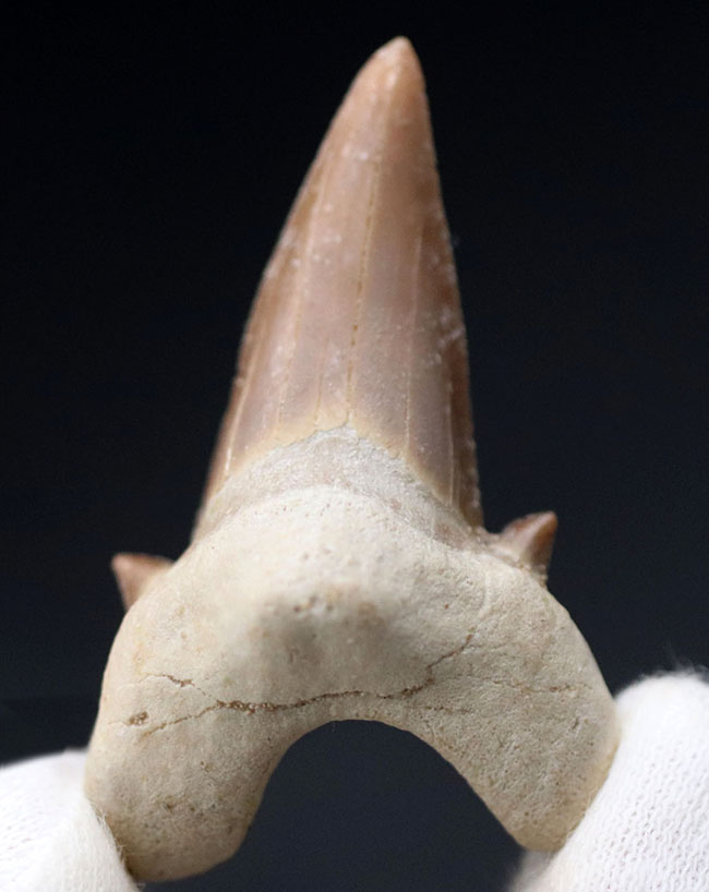 あのメガロドンの祖先とも目される、新生代前期から中期にかけて世界中の海の食物連鎖の頂点に君臨していたオトドゥス・オブリークスの歯化石（その4）