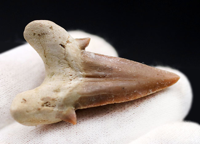 あのメガロドンの祖先とも目される、新生代前期から中期にかけて世界中の海の食物連鎖の頂点に君臨していたオトドゥス・オブリークスの歯化石（その6）