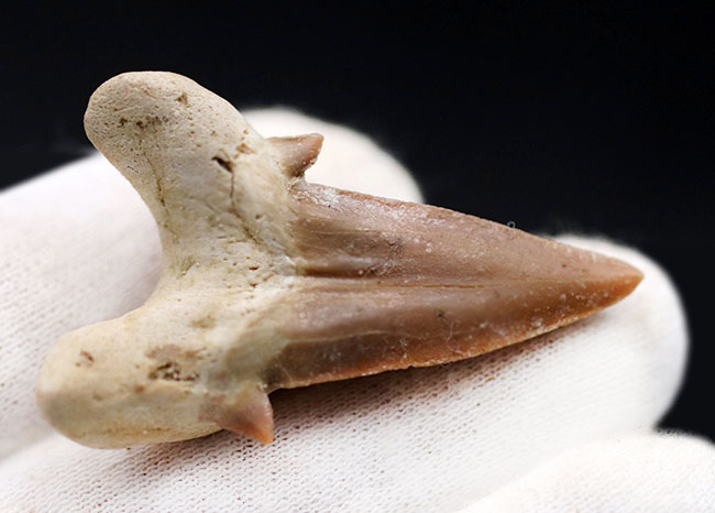 あのメガロドンの祖先とも目される、新生代前期から中期にかけて世界中の海の食物連鎖の頂点に君臨していたオトドゥス・オブリークスの歯化石(その6)