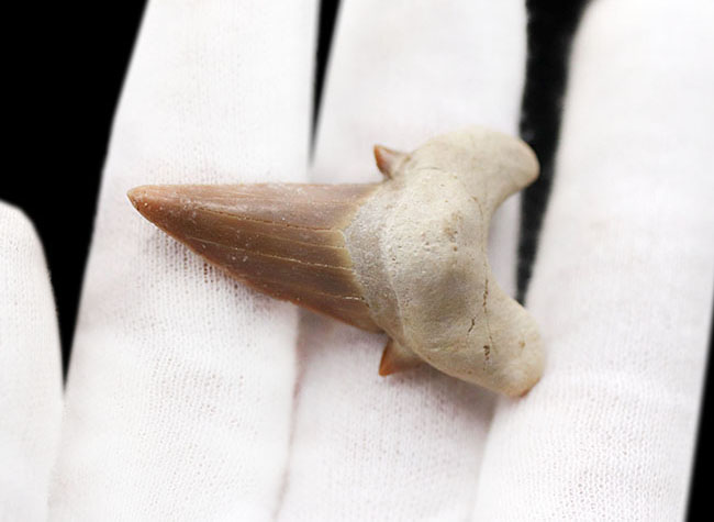 あのメガロドンの祖先とも目される、新生代前期から中期にかけて世界中の海の食物連鎖の頂点に君臨していたオトドゥス・オブリークスの歯化石(その7)