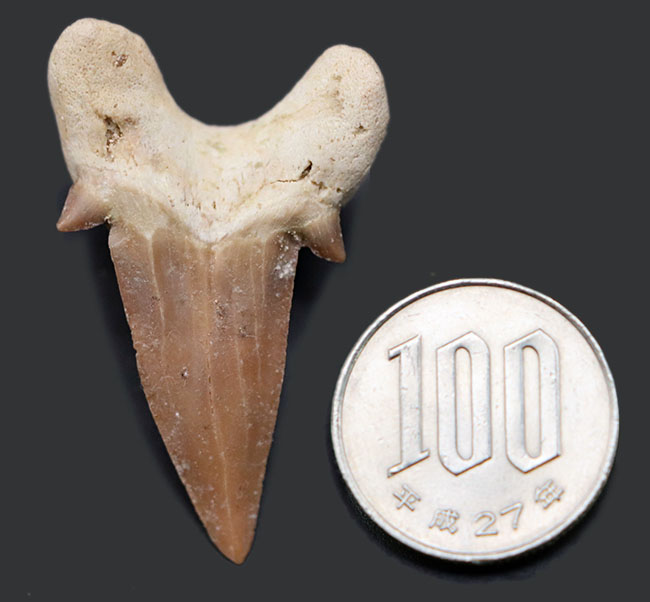 あのメガロドンの祖先とも目される、新生代前期から中期にかけて世界中の海の食物連鎖の頂点に君臨していたオトドゥス・オブリークスの歯化石（その8）