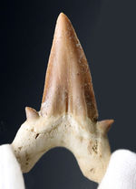 あのメガロドンの祖先とも目される、新生代前期から中期にかけて世界中の海の食物連鎖の頂点に君臨していたオトドゥス・オブリークスの歯化石