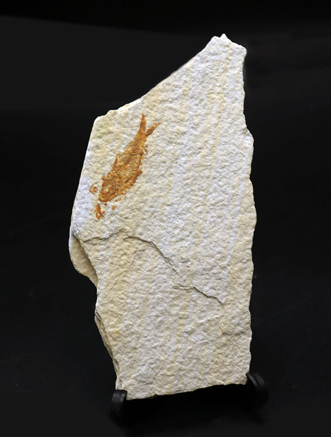 米国ワイオミング州の公認化石、およそ5000万年前に棲息していた絶滅古代魚、ナイティア(Knightia)の化石(その1)