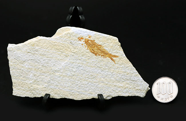 米国ワイオミング州の公認化石、およそ5000万年前に棲息していた絶滅古代魚、ナイティア(Knightia)の化石(その10)