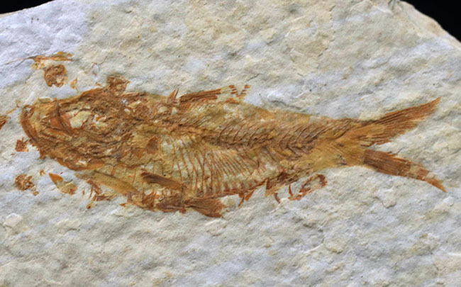 米国ワイオミング州の公認化石、およそ５０００万年前に棲息していた絶滅古代魚、ナイティア（Knightia）の化石（その2）