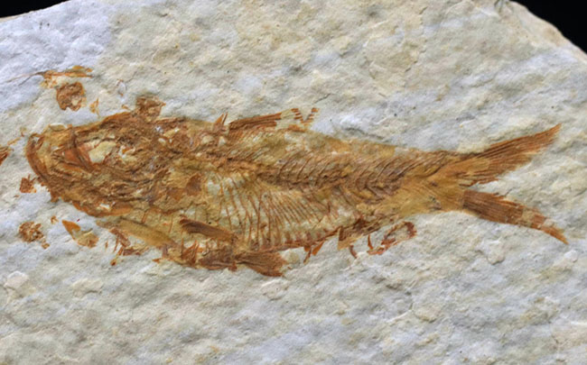 米国ワイオミング州の公認化石、およそ5000万年前に棲息していた絶滅古代魚、ナイティア(Knightia)の化石(その2)