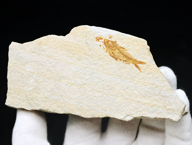 米国ワイオミング州の公認化石、およそ5000万年前に棲息していた絶滅古代魚、ナイティア(Knightia)の化石(その3)