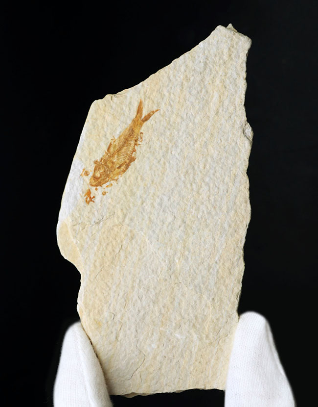 米国ワイオミング州の公認化石、およそ5000万年前に棲息していた絶滅古代魚、ナイティア(Knightia)の化石(その4)