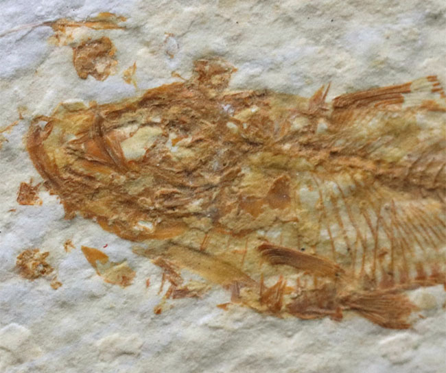 米国ワイオミング州の公認化石、およそ5000万年前に棲息していた絶滅古代魚、ナイティア(Knightia)の化石(その5)
