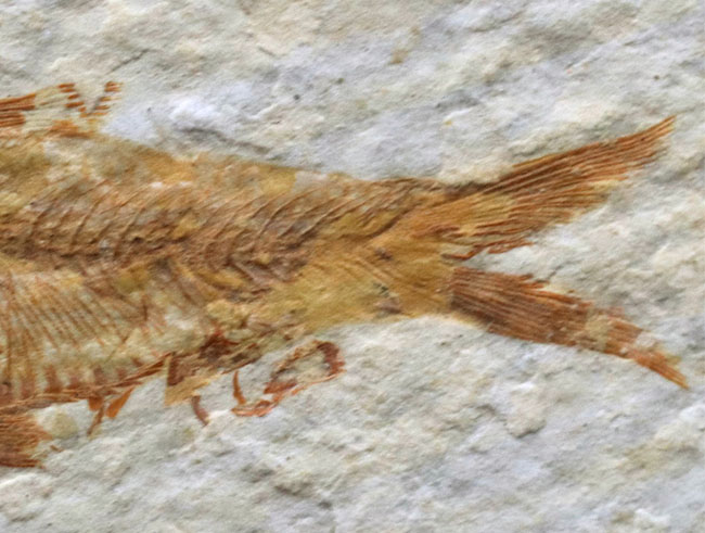 米国ワイオミング州の公認化石、およそ5000万年前に棲息していた絶滅古代魚、ナイティア(Knightia)の化石(その6)