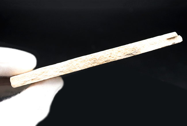 米国ワイオミング州の公認化石、およそ5000万年前に棲息していた絶滅古代魚、ナイティア(Knightia)の化石(その7)