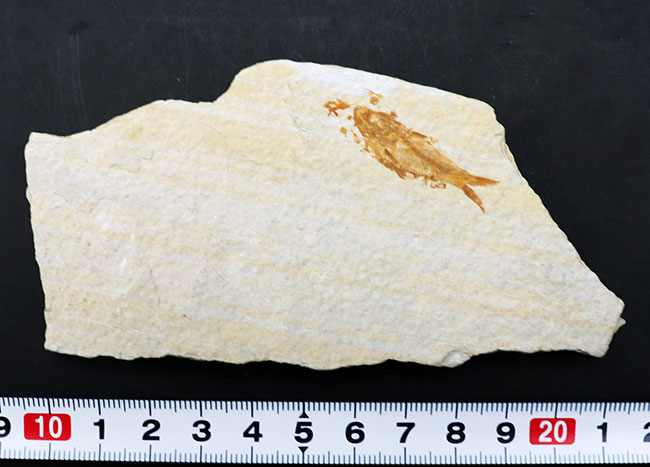 米国ワイオミング州の公認化石、およそ5000万年前に棲息していた絶滅古代魚、ナイティア(Knightia)の化石(その8)