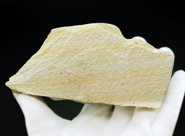 米国ワイオミング州の公認化石、およそ５０００万年前に棲息していた絶滅古代魚、ナイティア（Knightia）の化石（その9）