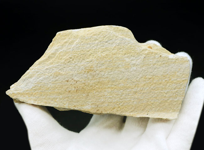 米国ワイオミング州の公認化石、およそ5000万年前に棲息していた絶滅古代魚、ナイティア(Knightia)の化石(その9)