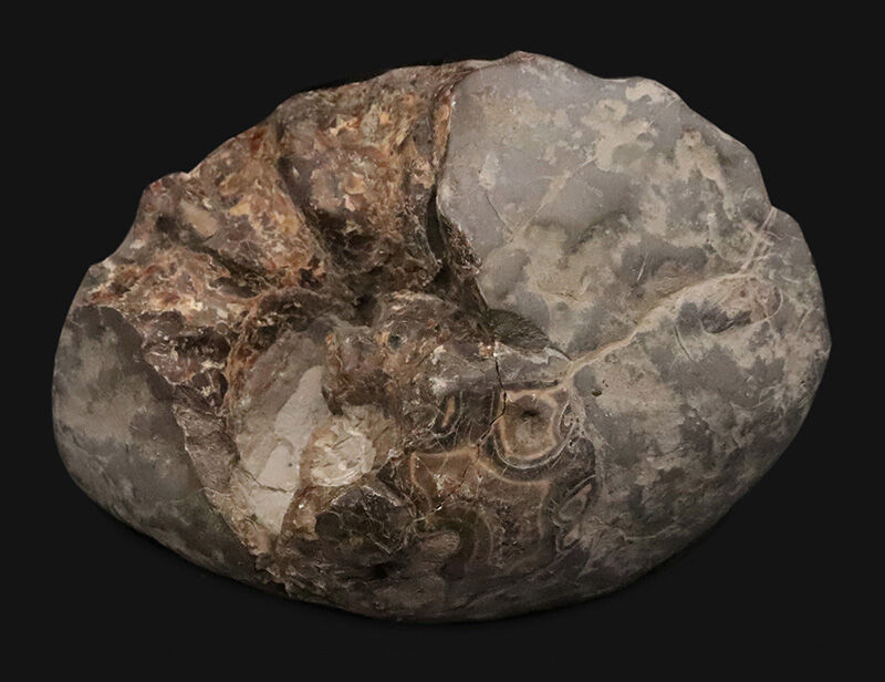 鎧をまとった古代のハンター。アカントセラス科「ローマニセラス（Romaniceras）」の無骨な標本（その1）
