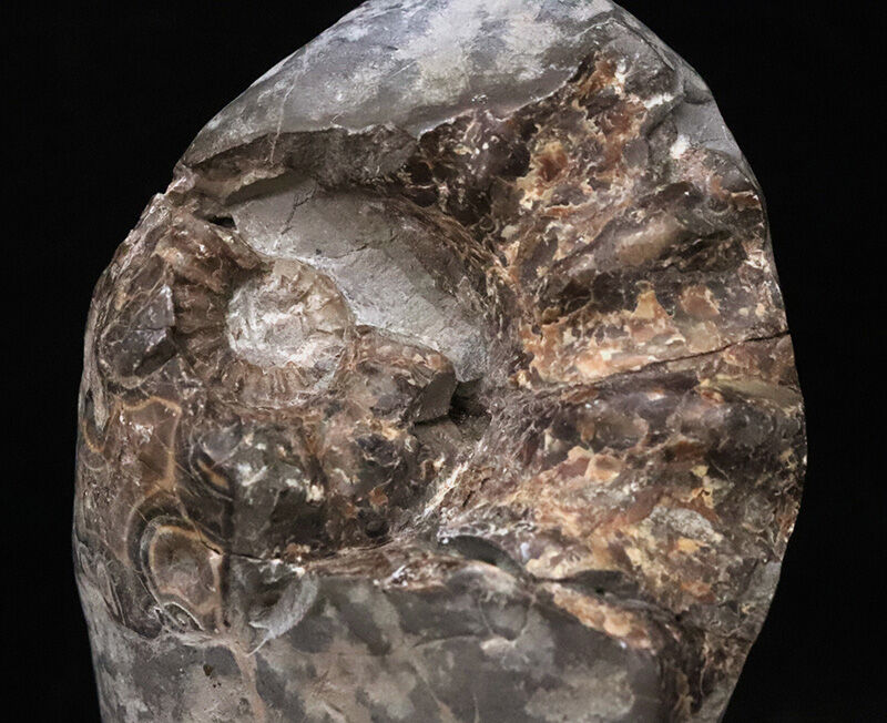 鎧をまとった古代のハンター。アカントセラス科「ローマニセラス（Romaniceras）」の無骨な標本（その2）