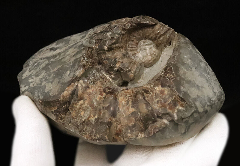 鎧をまとった古代のハンター。アカントセラス科「ローマニセラス（Romaniceras）」の無骨な標本（その3）
