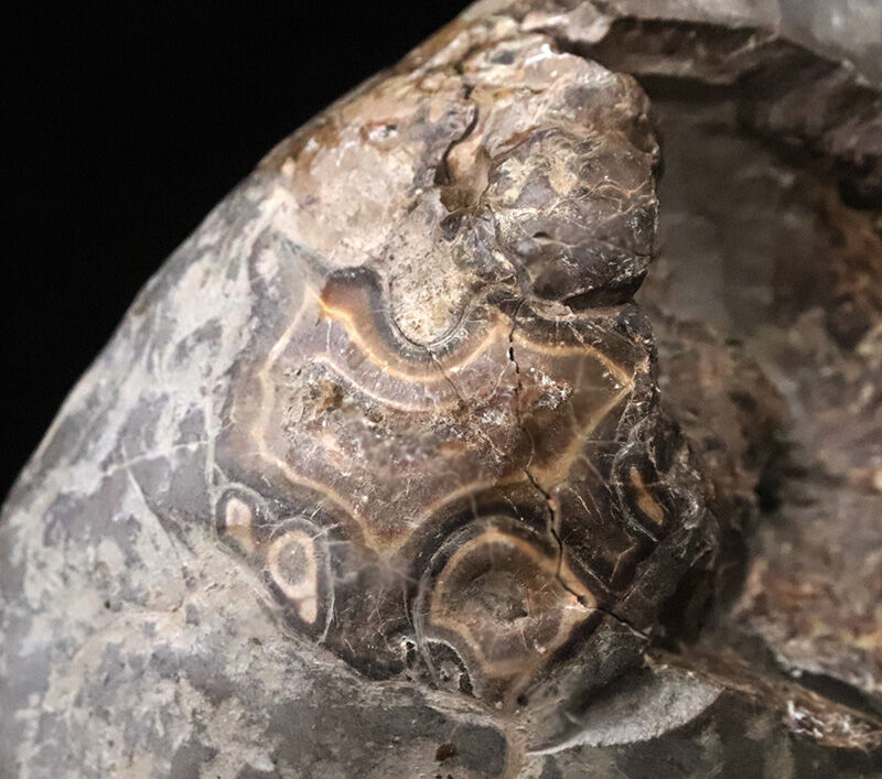 鎧をまとった古代のハンター。アカントセラス科「ローマニセラス（Romaniceras）」の無骨な標本（その4）